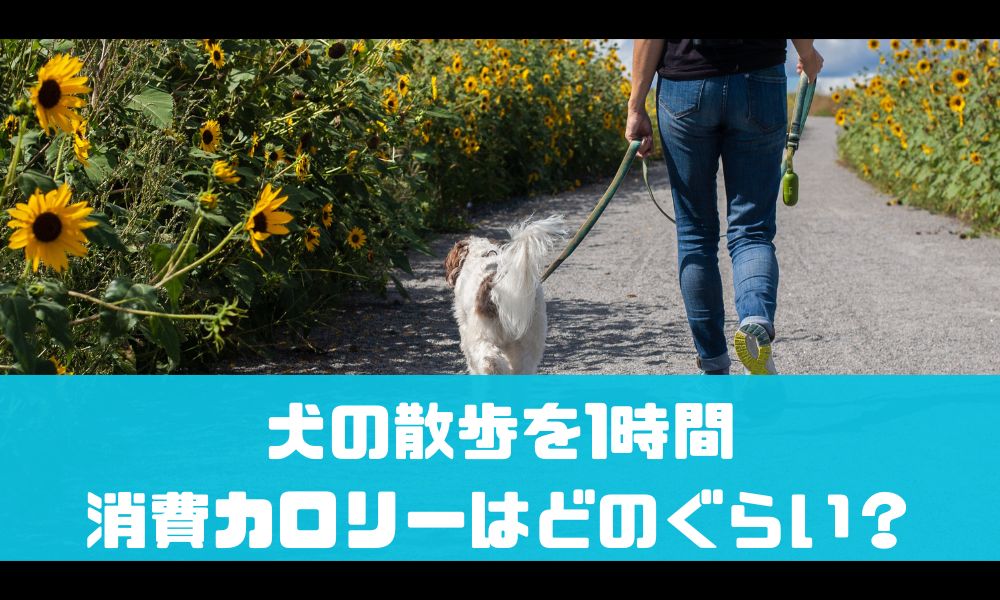 犬の散歩でダイエットを促進！【1時間で稼げる消費カロリーは？】