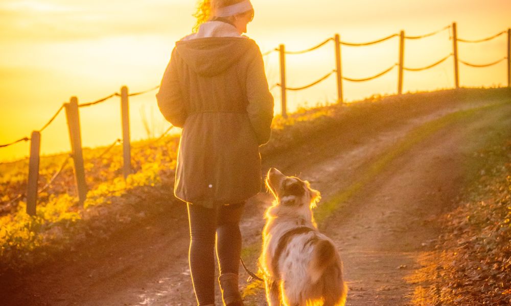 夕方に犬の散歩